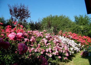 Villa Albinea - foto 8