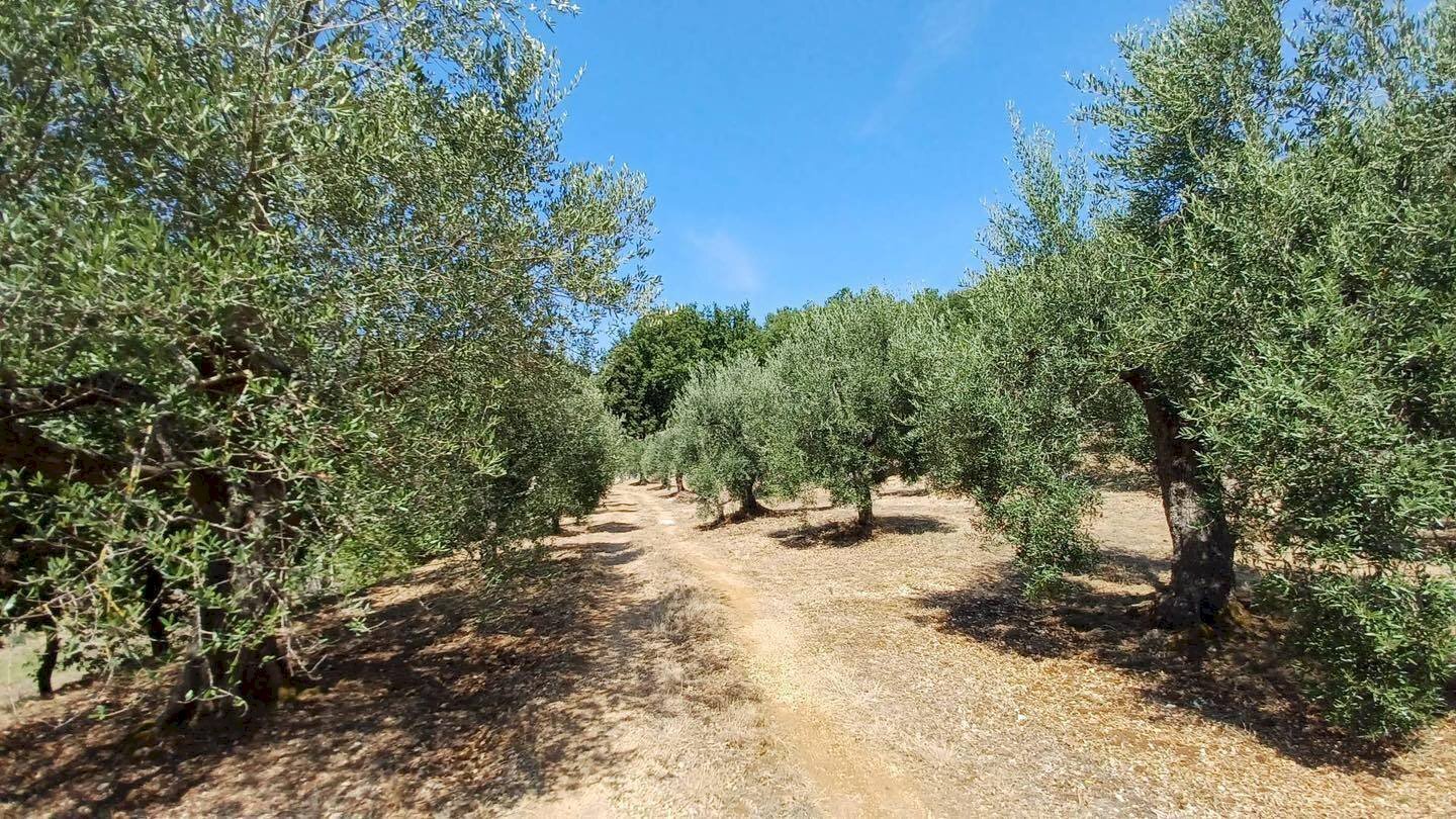 Foto 2 - Terreno agricolo via piccaro
 
snc, Maenza - foto 2