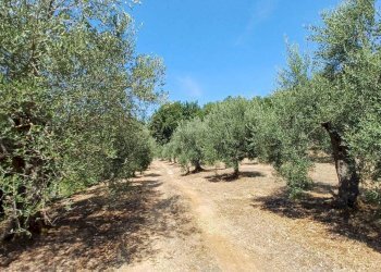 Foto 2 - Terreno agricolo via piccaro
snc, Maenza - foto 2