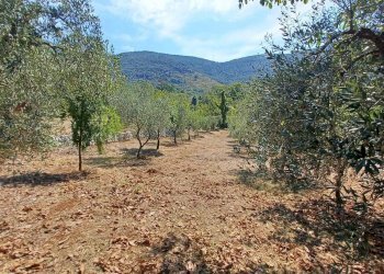 Foto 3 - Terreno agricolo via piccaro
snc, Maenza - foto 3