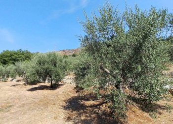 Foto 4 - Terreno agricolo via piccaro
snc, Maenza - foto 4