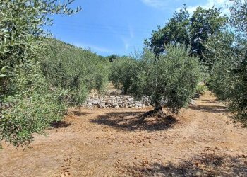 Foto 5 - Terreno agricolo via piccaro
snc, Maenza - foto 5