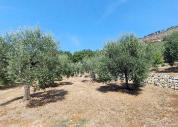 Foto 6 - Terreno agricolo via piccaro
snc, Maenza - foto 6