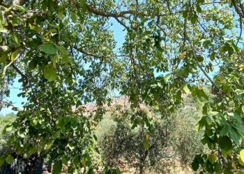 Foto 7 - Terreno agricolo via piccaro
snc, Maenza - foto 7