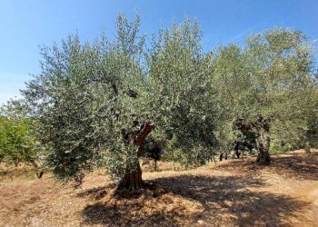 Foto 8 - Terreno agricolo via piccaro
snc, Maenza - foto 8