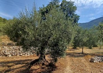 Foto 9 - Terreno agricolo via piccaro
snc, Maenza - foto 9