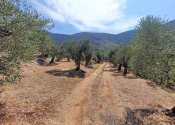 Foto 11 - Terreno agricolo via piccaro
snc, Maenza - foto 11