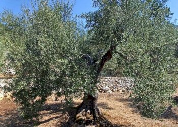 Foto 12 - Terreno agricolo via piccaro
snc, Maenza - foto 12