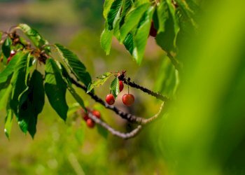 Foto 6 - Farm VIA LA LUNA
 
2, Nova Siri - photo 6