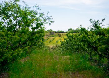 Foto 7 - Farm VIA LA LUNA
 
2, Nova Siri - photo 7