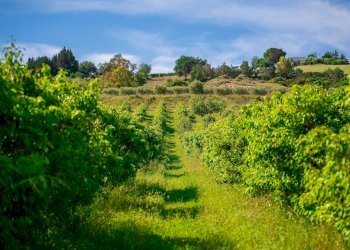 Foto 24 - Farm VIA LA LUNA
 
2, Nova Siri - photo 24