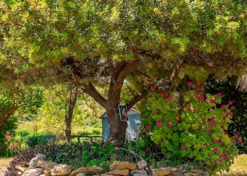 Foto 66 - Farm VIA LA LUNA
 
2, Nova Siri - photo 66