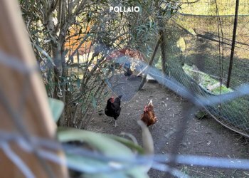 GIARDINO - Villa STRADE DELLE MINIERE
 
9, Scansano - foto 67