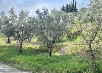 Foto 5 - Terreno agricolo viale virgilio, Mendicino - foto 5