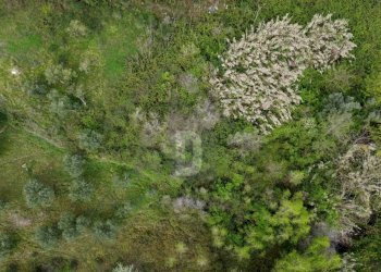 Foto 17 - Terreno agricolo viale virgilio, Mendicino - foto 17