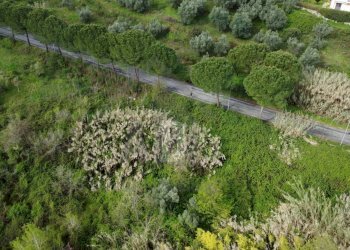 Foto 22 - Terreno agricolo viale virgilio, Mendicino - foto 22