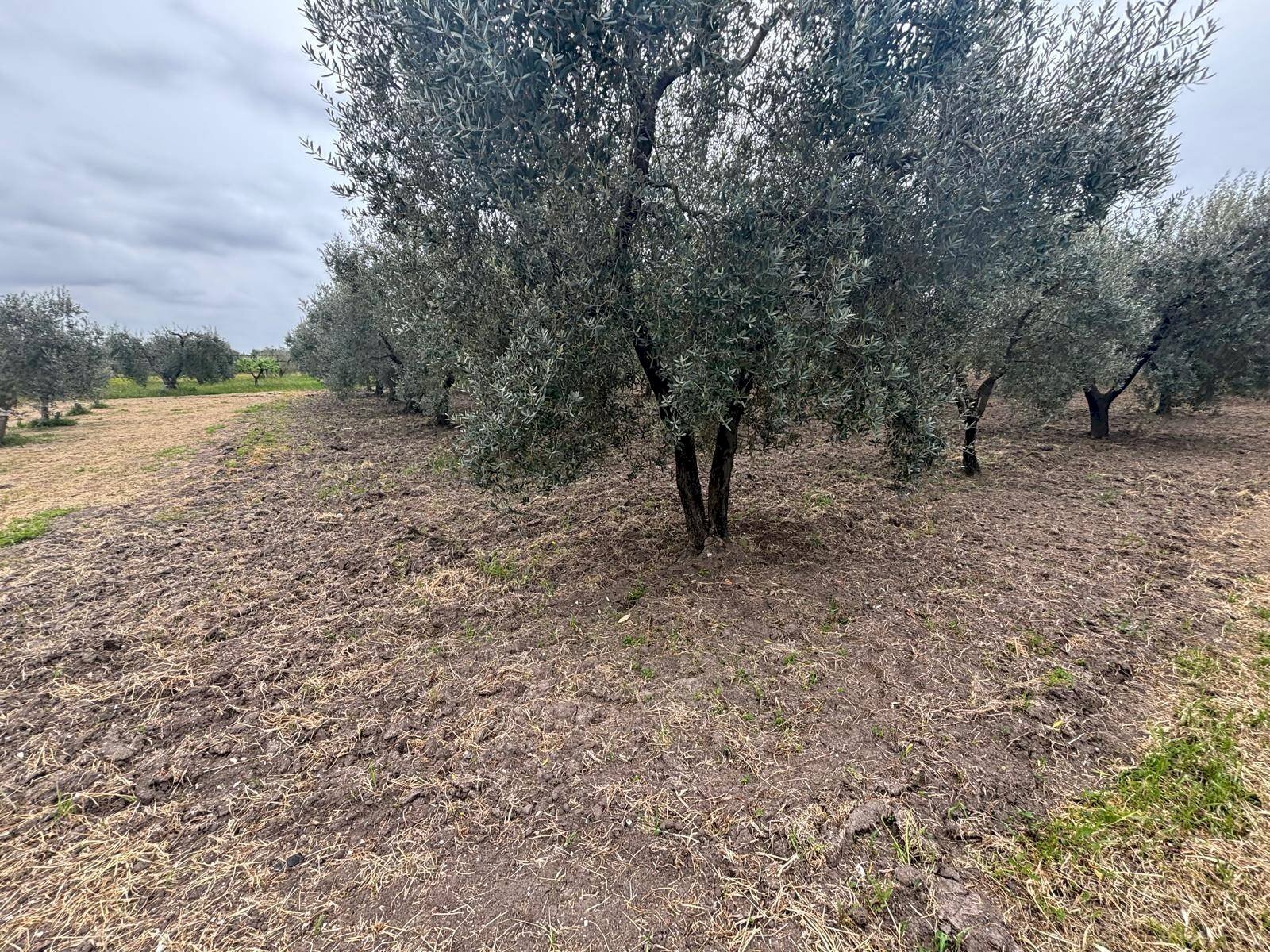 Foto 2 - Agricultural land Contrada Pantanello, Massafra - photo 2