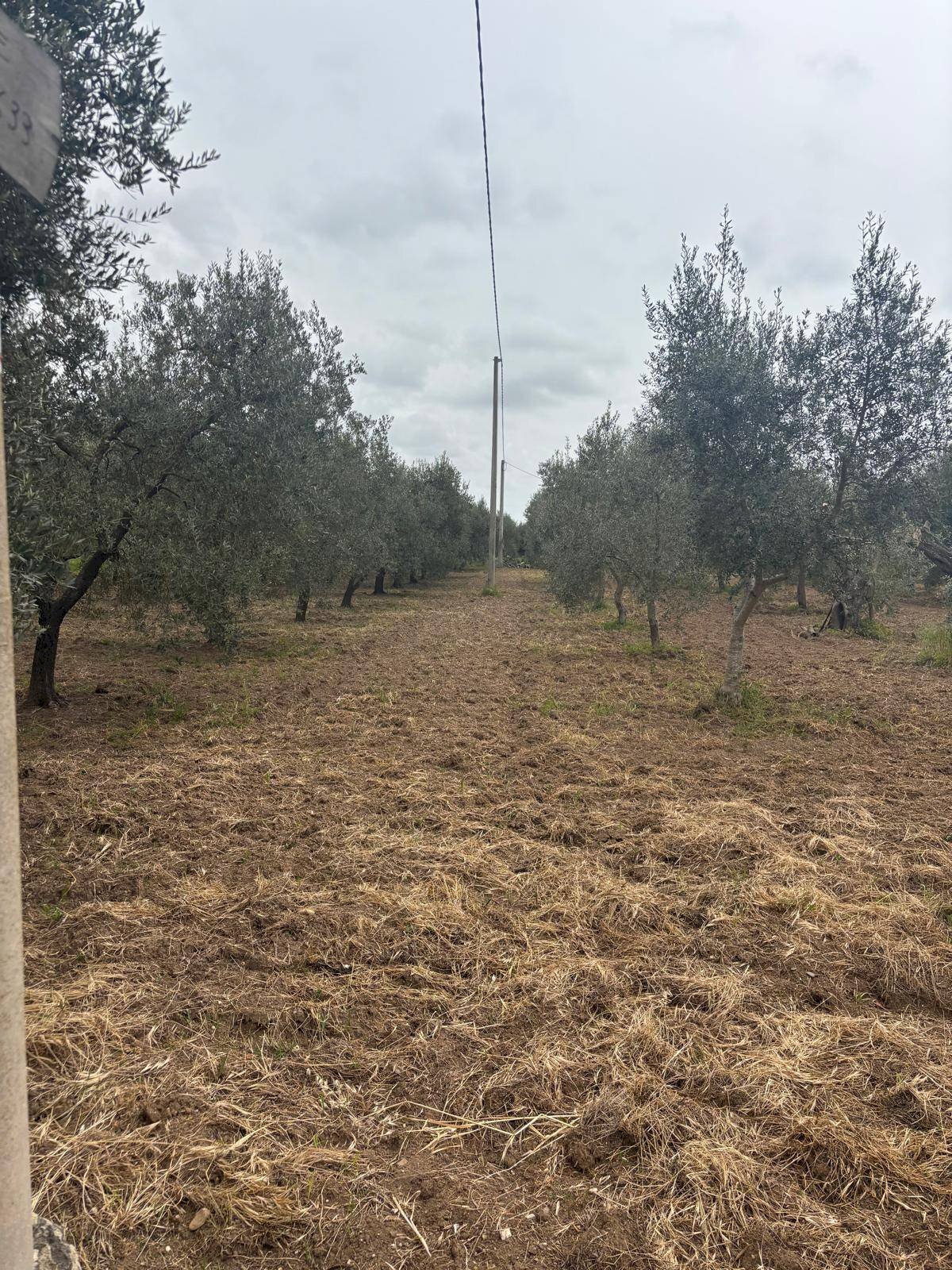 Foto 3 - Agricultural land Contrada Pantanello, Massafra - photo 3