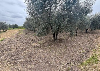 Foto 2 - Agricultural land Contrada Pantanello, Massafra - photo 2