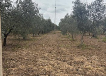 Foto 3 - Agricultural land Contrada Pantanello, Massafra - photo 3