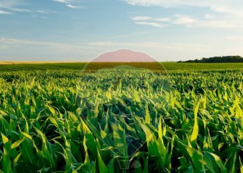 Giardino - Terreno edificabile via cuoco, Busto Arsizio - foto 18