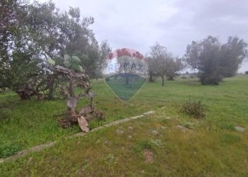 Giardino - Independent house Strada Leverano Pittuini
 
snc, Nardò - photo 14