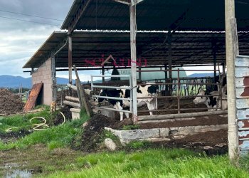 Foto 30 - Rustico Roccastrada - foto 30