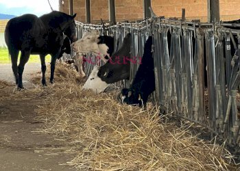 Foto 42 - Rustico Roccastrada - foto 42