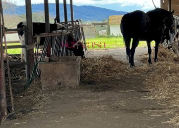 Foto 43 - Rustico Roccastrada - foto 43