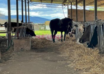 Foto 44 - Rustico Roccastrada - foto 44