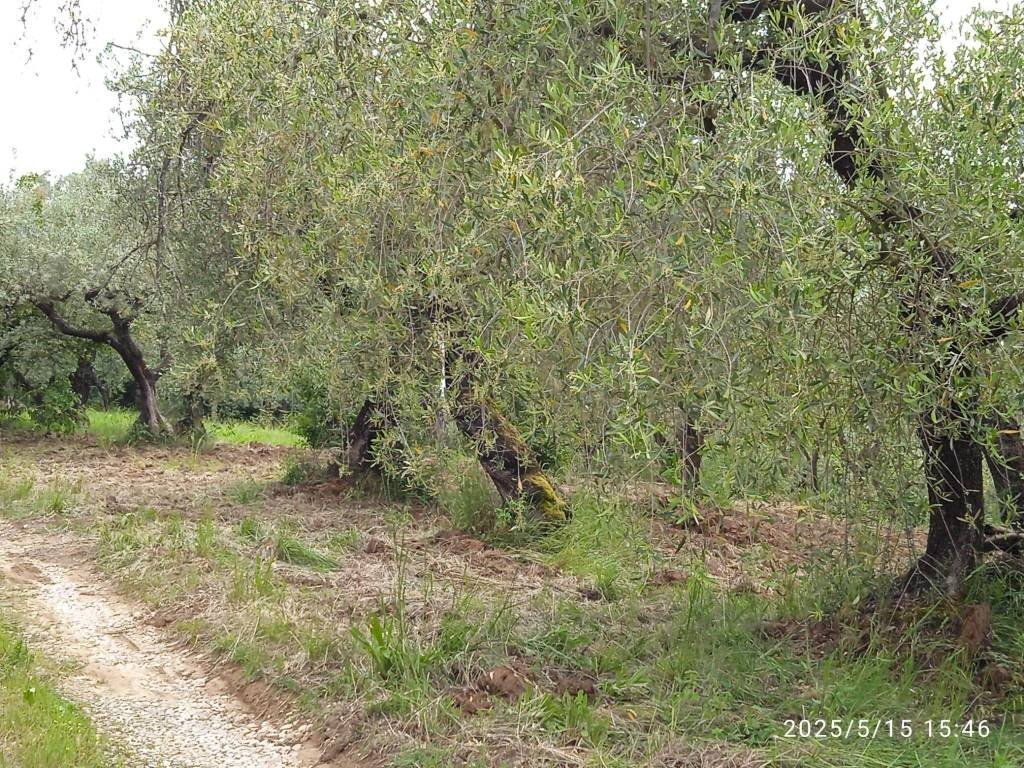Terreno - Terreno agricolo via Prato Amato, Montelibretti - foto 1