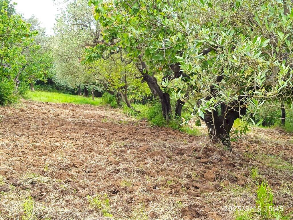 Terreno - Terreno agricolo via Prato Amato, Montelibretti - foto 2