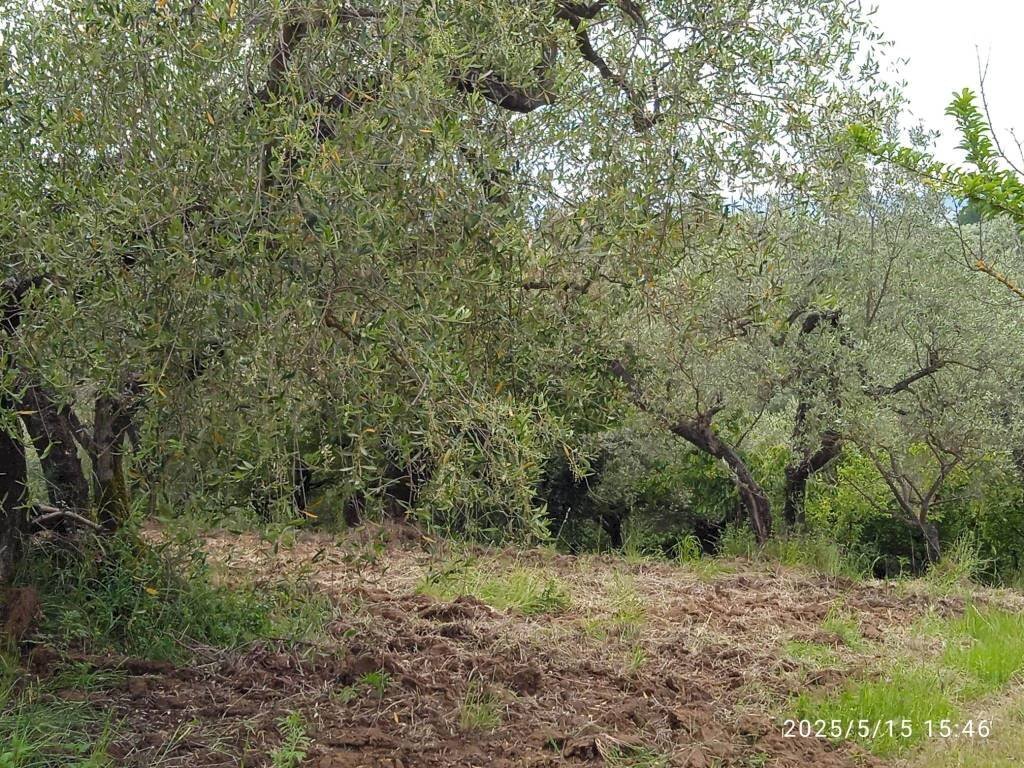 Terreno - Terreno agricolo via Prato Amato, Montelibretti - foto 3