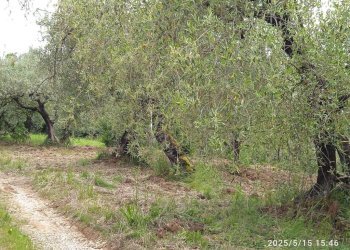 Terreno - Terreno agricolo via Prato Amato, Montelibretti - foto 1