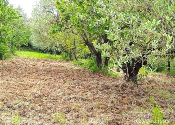 Terreno - Terreno agricolo via Prato Amato, Montelibretti - foto 2