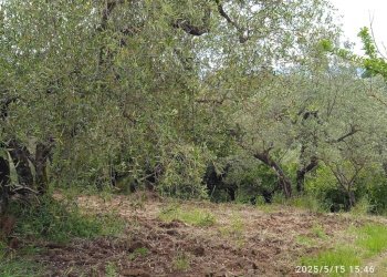 Terreno - Terreno agricolo via Prato Amato, Montelibretti - foto 3