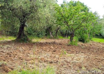 Terreno - Terreno agricolo via Prato Amato, Montelibretti - foto 4