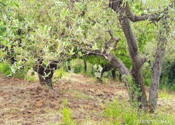 Terreno - Terreno agricolo via Prato Amato, Montelibretti - foto 5