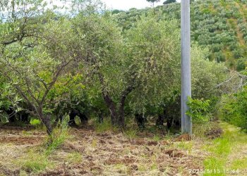 Terreno - Terreno agricolo via Prato Amato, Montelibretti - foto 6
