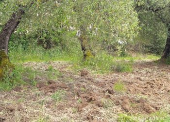 Terreno - Terreno agricolo via Prato Amato, Montelibretti - foto 7