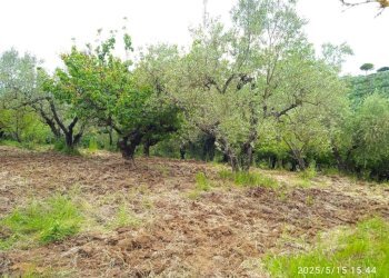 Terreno - Terreno agricolo via Prato Amato, Montelibretti - foto 8