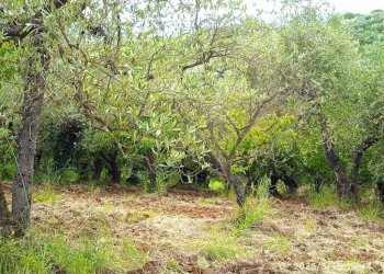 Terreno - Terreno agricolo via Prato Amato, Montelibretti - foto 9