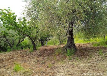 Terreno - Terreno agricolo via Prato Amato, Montelibretti - foto 10