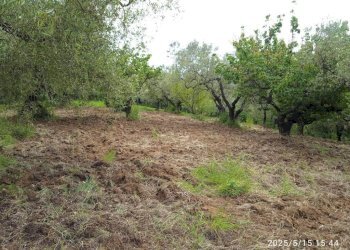 Terreno - Terreno agricolo via Prato Amato, Montelibretti - foto 11