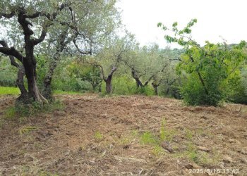 Terreno - Terreno agricolo via Prato Amato, Montelibretti - foto 12