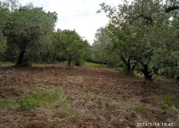 Terreno - Terreno agricolo via Prato Amato, Montelibretti - foto 13