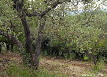 Terreno - Terreno agricolo via Prato Amato, Montelibretti - foto 14