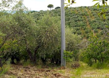 Terreno - Terreno agricolo via Prato Amato, Montelibretti - foto 15