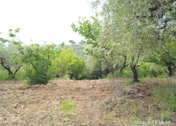 Terreno - Terreno agricolo via Prato Amato, Montelibretti - foto 16