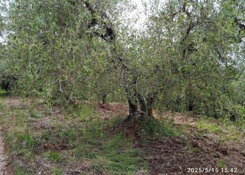 Terreno - Terreno agricolo via Prato Amato, Montelibretti - foto 18